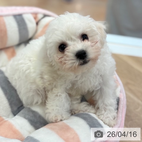 ビション・フリーゼの写真