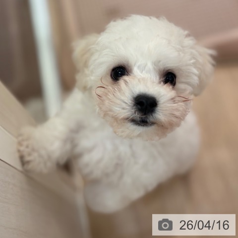 ビション・フリーゼの写真