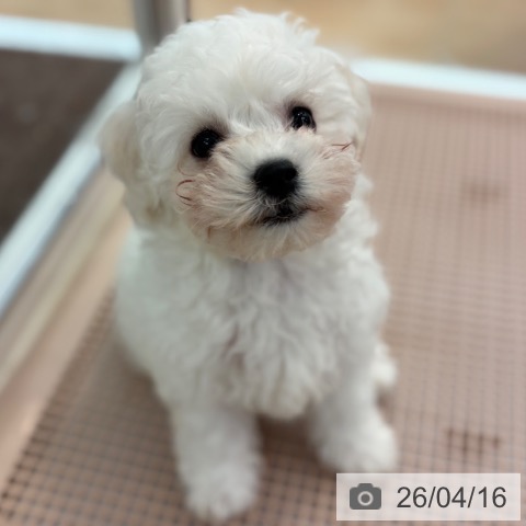 ビション・フリーゼの写真