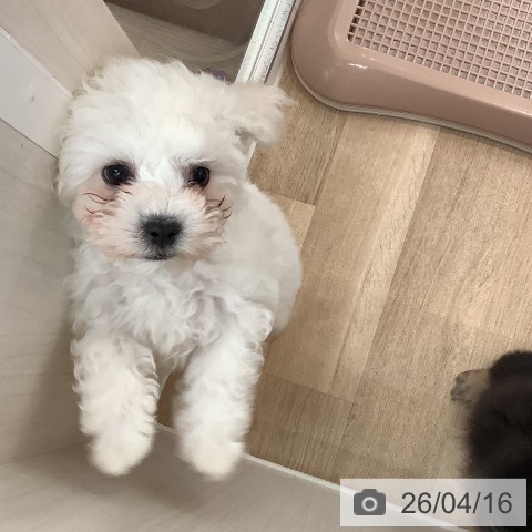 ビション・フリーゼの写真