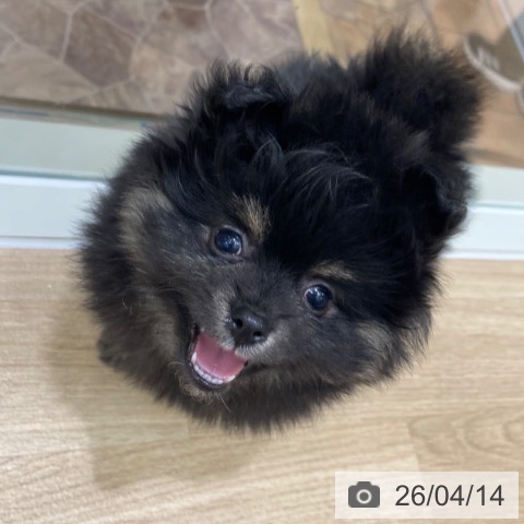 大阪府のポメラニアン (ペットプラス 鶴見店/2026年2月9日生まれ/男の子/ブラックタン)の子犬の4枚目の画像