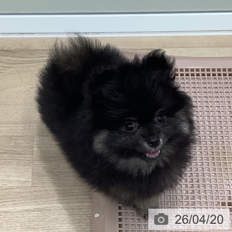 大阪府のポメラニアン (ペットプラス 鶴見店/2026年2月9日生まれ/男の子/ブラックタン)の子犬の3枚目の画像