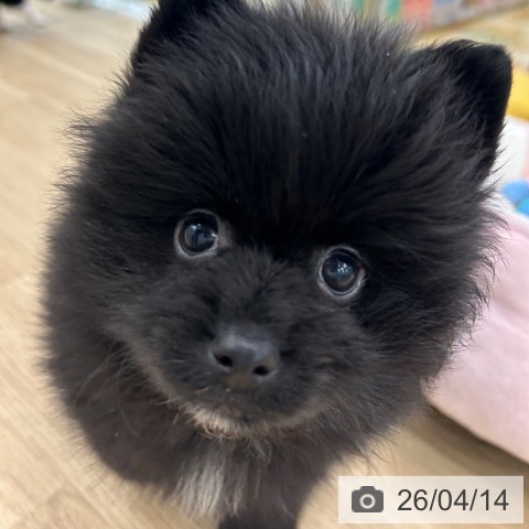 ポメラニアンの写真