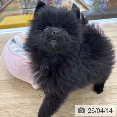 ポメラニアンの写真