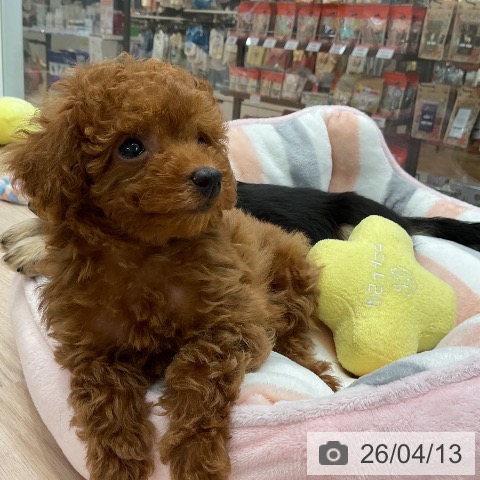 大阪府のトイプードル(トイ) (ペットプラス ららぽーと和泉店/2026年2月9日生まれ/女の子/レッドフォーン)の子犬の4枚目の画像