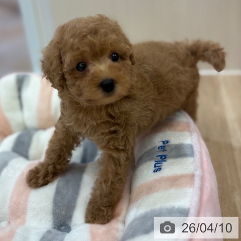 大阪府のトイプードル(トイ) (ペットプラス 大阪ドームシティ店/2026年2月9日生まれ/女の子/アプリコット)の子犬の3枚目の画像
