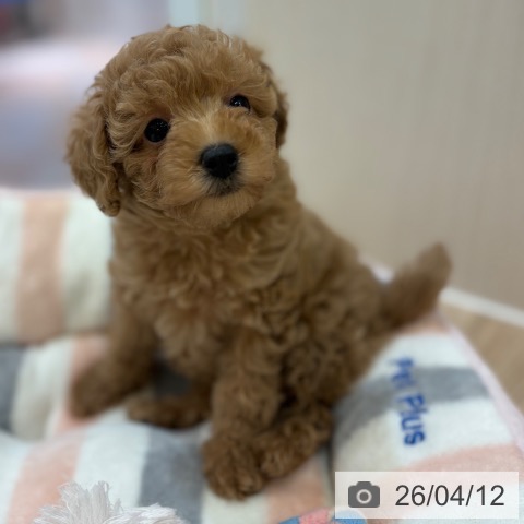 大阪府のトイプードル(トイ) (ペットプラス 大阪ドームシティ店/2026年2月9日生まれ/女の子/アプリコット)の子犬の3枚目の画像