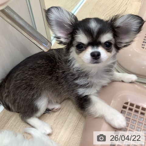 大阪府のチワワ(ロング) (ペットプラス 堺鉄砲町店/2026年2月6日生まれ/男の子/セーブルホワイト)の子犬の4枚目の画像