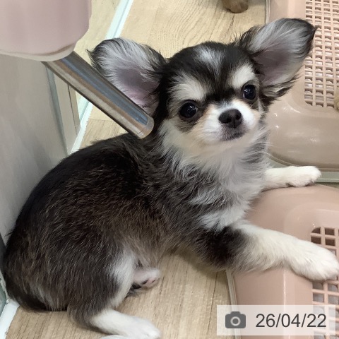 大阪府のチワワ(ロング) (ペットプラス 堺鉄砲町店/2026年2月6日生まれ/男の子/セーブルホワイト)の子犬の3枚目の画像