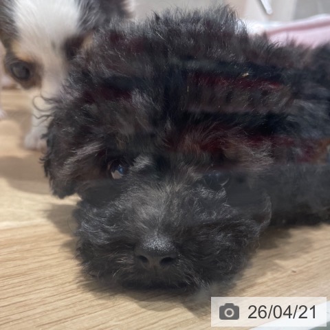 兵庫県のトイプードル(トイ) (ペットプラス 神戸三宮店/2026年2月6日生まれ/男の子/ブラック)の子犬の3枚目の画像