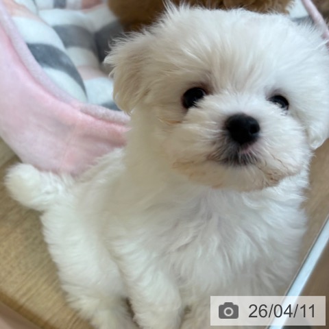 マルチーズの写真