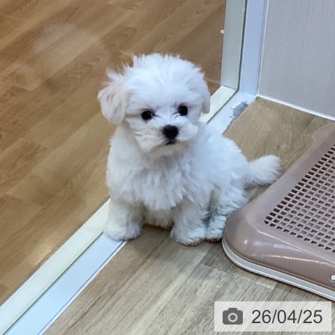 京都府のマルチーズ (ペットプラス イオンモールKYOTO店/2026年2月8日生まれ/男の子/ホワイト)の子犬の4枚目の画像
