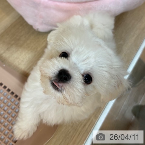 マルチーズの写真