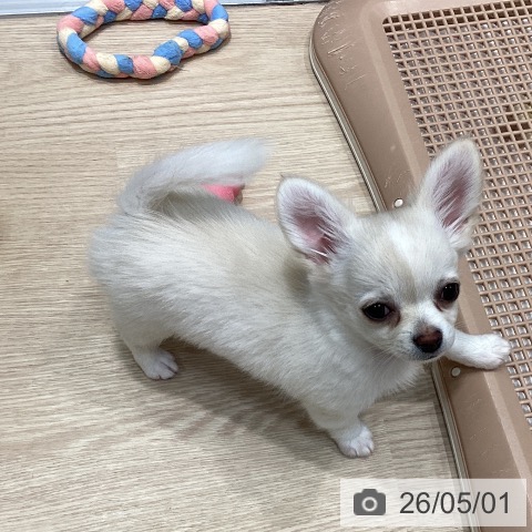 千葉県のチワワ(ロング) (ペットプラス 柏店/2026年2月9日生まれ/女の子/ホワイトクリーム)の子犬の3枚目の画像