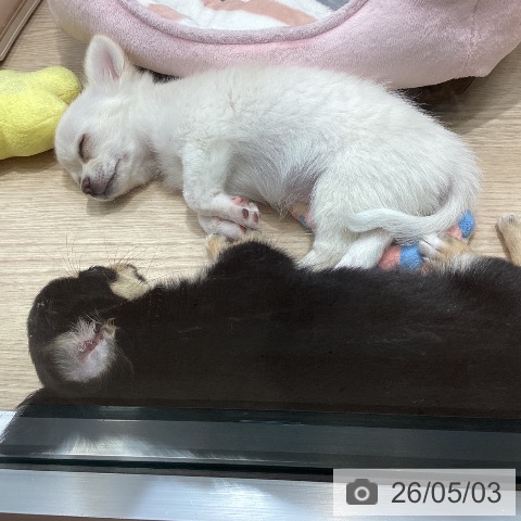 千葉県のチワワ(ロング) (ペットプラス 柏店/2026年2月9日生まれ/女の子/ホワイトクリーム)の子犬の4枚目の画像