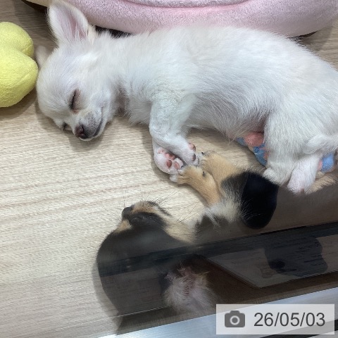千葉県のチワワ(ロング) (ペットプラス 柏店/2026年2月9日生まれ/女の子/ホワイトクリーム)の子犬の3枚目の画像