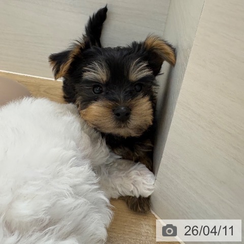 京都府のヨークシャーテリア (ペットプラス 久御山店/2026年2月8日生まれ/男の子/スチールブルータン)の子犬の4枚目の画像