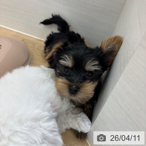 京都府のヨークシャーテリア (ペットプラス 久御山店/2026年2月8日生まれ/男の子/スチールブルータン)の子犬の3枚目の画像