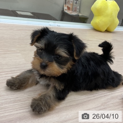 ヨークシャー・テリアの写真