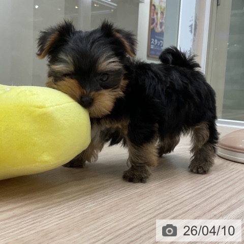 ヨークシャー・テリアの写真