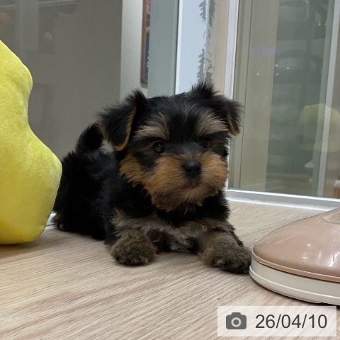 ヨークシャー・テリアの写真