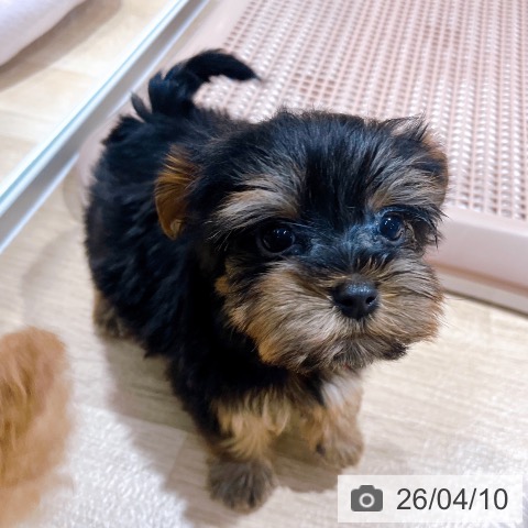 ヨークシャー・テリアの写真