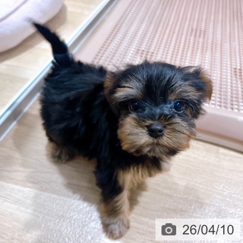 ヨークシャー・テリアの写真