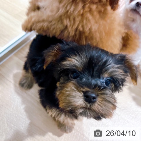 ヨークシャー・テリアの写真