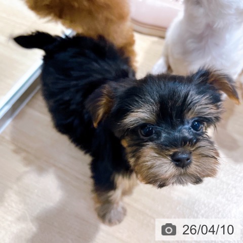 ヨークシャー・テリアの写真