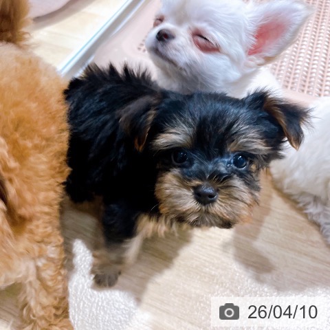 ヨークシャー・テリアの写真