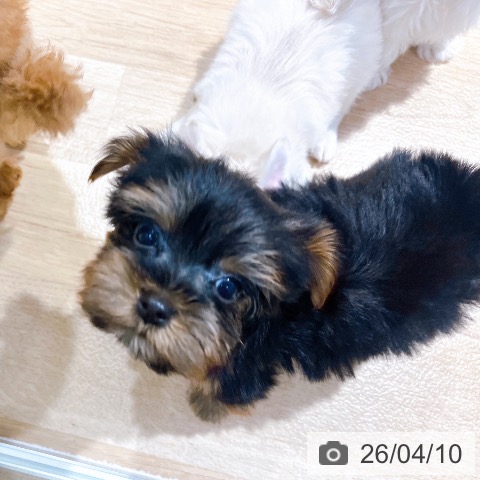 ヨークシャー・テリアの写真