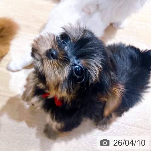 ヨークシャー・テリアの写真