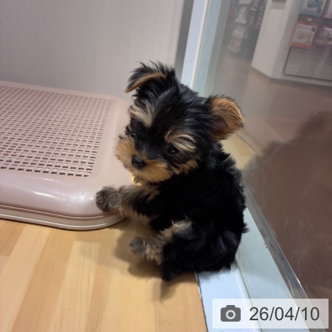 ヨークシャー・テリアの写真