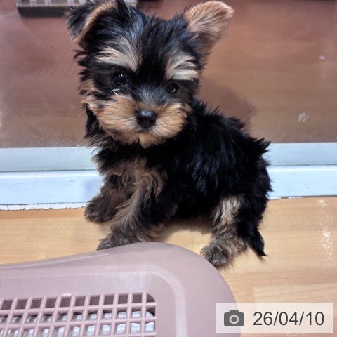 ヨークシャー・テリアの写真