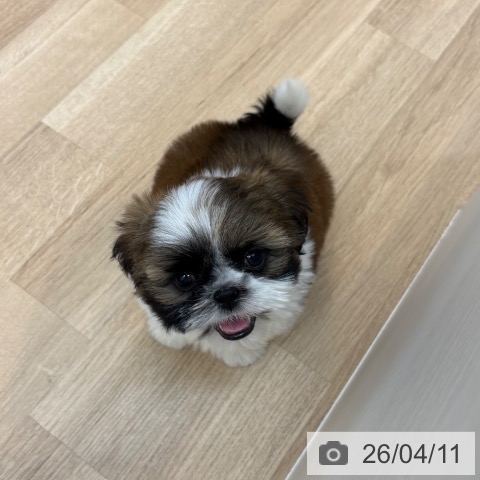 シー・ズーの写真