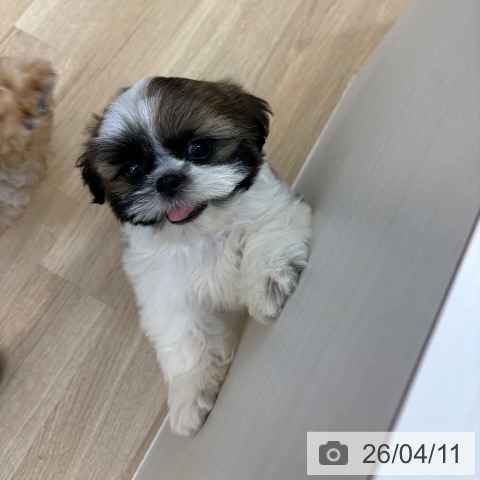 シー・ズーの写真