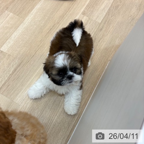 シー・ズーの写真