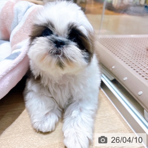 シー・ズーの写真