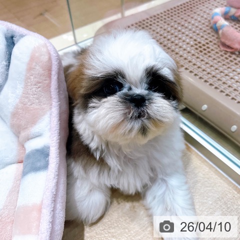 シー・ズーの写真