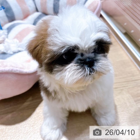 シー・ズーの写真