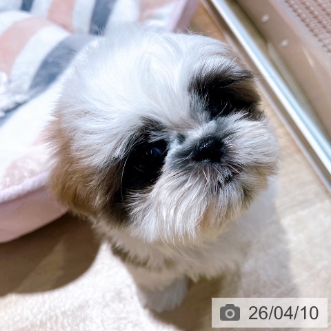 シー・ズーの写真