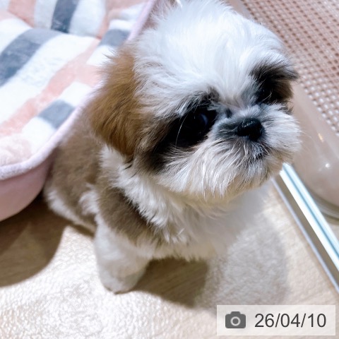 シー・ズーの写真