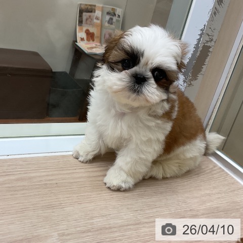 シー・ズーの写真