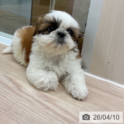 シー・ズーの写真