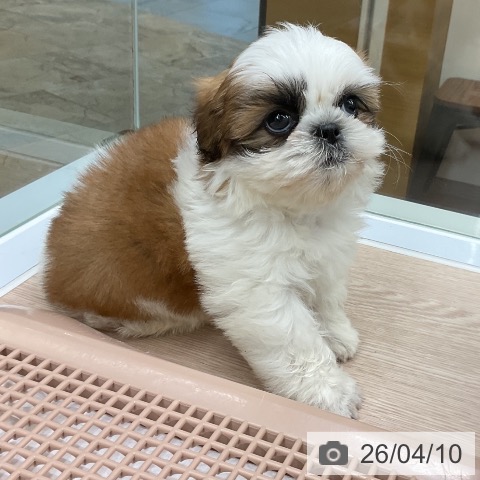 シー・ズーの写真