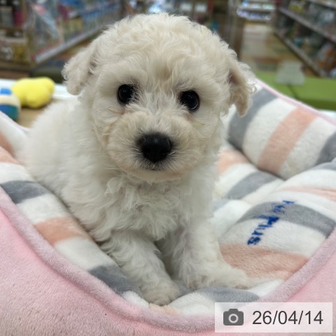 ビション・フリーゼの写真