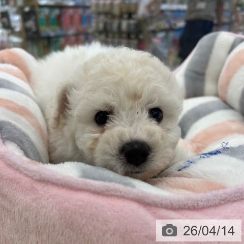 ビション・フリーゼの写真