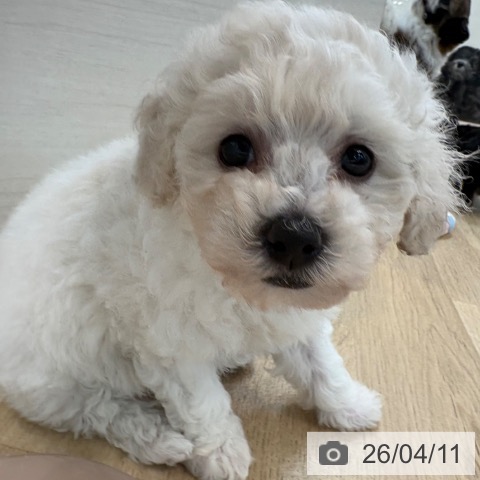 ビション・フリーゼの写真