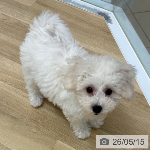 京都府のビションフリーゼ (ペットプラス 久御山店/2026年2月9日生まれ/女の子/ホワイト)の子犬の3枚目の画像