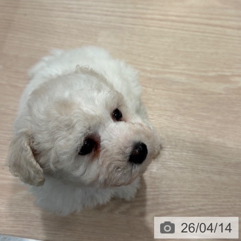 和歌山県のビションフリーゼ (ペットプラス 和歌山店/2026年2月9日生まれ/女の子/ホワイト)の子犬の4枚目の画像